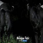 Night Safari with Dinner Guide+shared transfer 2