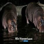 Night Safari with Dinner Guide+shared transfer 3