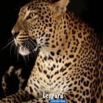 Night Safari with Dinner Guide+shared transfer 4