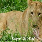 Night Safari with Dinner Guide+shared transfer 5