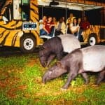 Night Safari with Dinner Guide+shared transfer 6