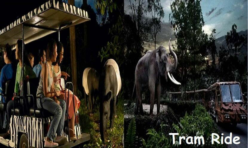 บัตรเข้าชมสิงคโปร์ไนท์ซาฟารี