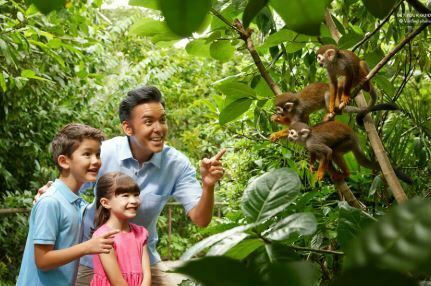 บัตรเข้าชมสวนสัตว์สิงคโปร์