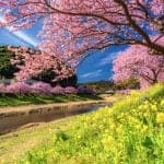 Cherry and Nanohara Blossoms in Minami Izu-medium