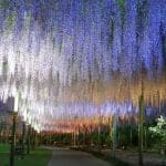 P15フラワーパーク藤のライトアップ-medium